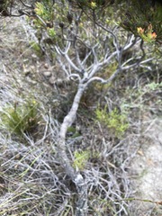 Leucadendron modestum