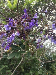 Bowdichia virgilioides