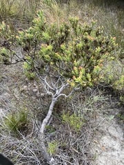 Leucadendron modestum