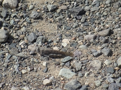 Sphingonotus rubescens