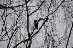 Glaucidium passerinum