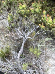 Leucadendron modestum