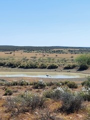 Anthropoides paradiseus