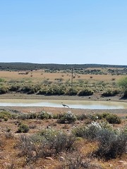 Anthropoides paradiseus