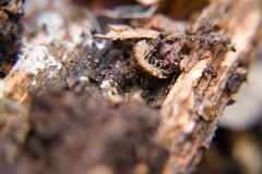 Polydesmus angustus