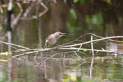 Acrocephalus newtoni