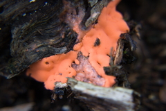 Dictydiaethalium plumbeum