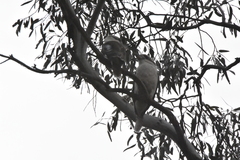 Dacelo novaeguineae novaeguineae