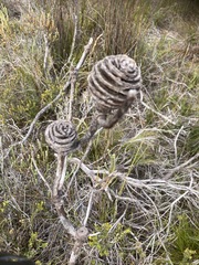 Leucadendron platyspermum
