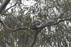 Dacelo novaeguineae novaeguineae