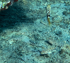 Gobius geniporus