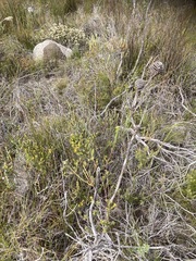 Leucadendron platyspermum