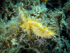 Hippocampus guttulatus