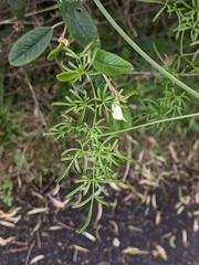 Clematis microphylla