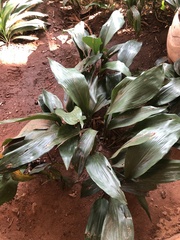 Aspidistra elatior