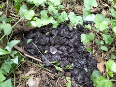 Hystrix africaeaustralis