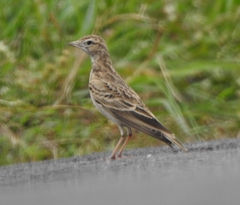 Calandrella dukhunensis