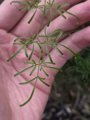 Clematis microphylla