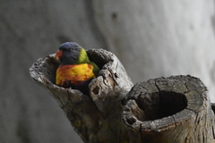 Trichoglossus moluccanus moluccanus