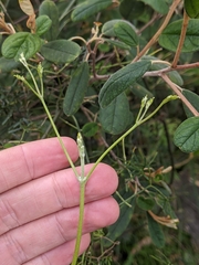 Clematis microphylla