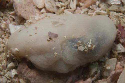 Lobe Shell