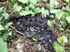 Hystrix africaeaustralis