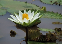 Nymphaea lotus