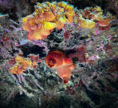 Halocynthia papillosa