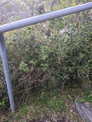 Clematis microphylla