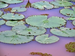 Nymphaea lotus