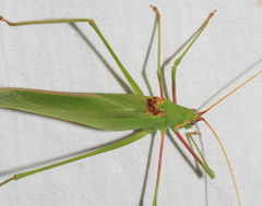 Acrometopa syriaca