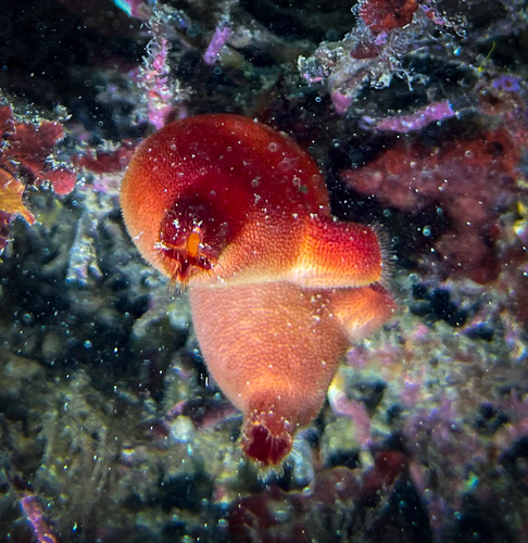 Photo of Red sea squirt (Halocynthia papillosa)