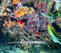 Halocynthia papillosa