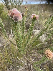 Leucospermum truncatulum