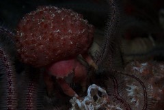 Pseudodromia rotunda