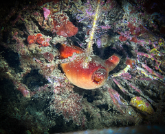 Halocynthia papillosa