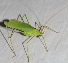 Acrometopa syriaca