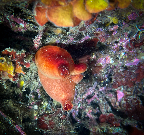 Photo of Red sea squirt (Halocynthia papillosa)
