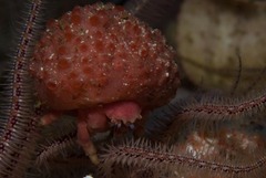 Pseudodromia rotunda