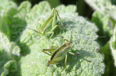 Orthoptera