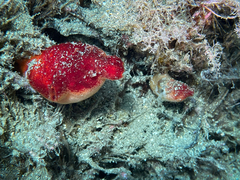 Halocynthia papillosa