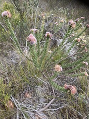 Leucospermum truncatulum