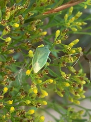 Thyanta custator accerra