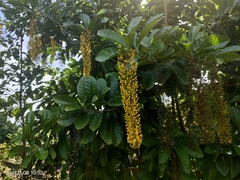 Lophanthera lactescens