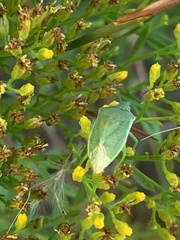 Thyanta custator accerra