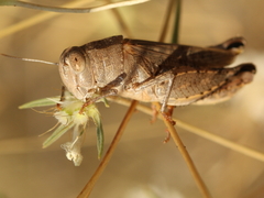 Orthoptera
