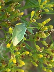 Thyanta custator accerra