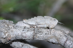 Orthoptera