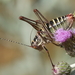 Poecilimon zonatus - Photo (c) Özgür Koçak, some rights reserved (CC BY-NC), uploaded by Özgür Koçak