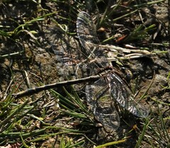 Phanogomphus spicatus